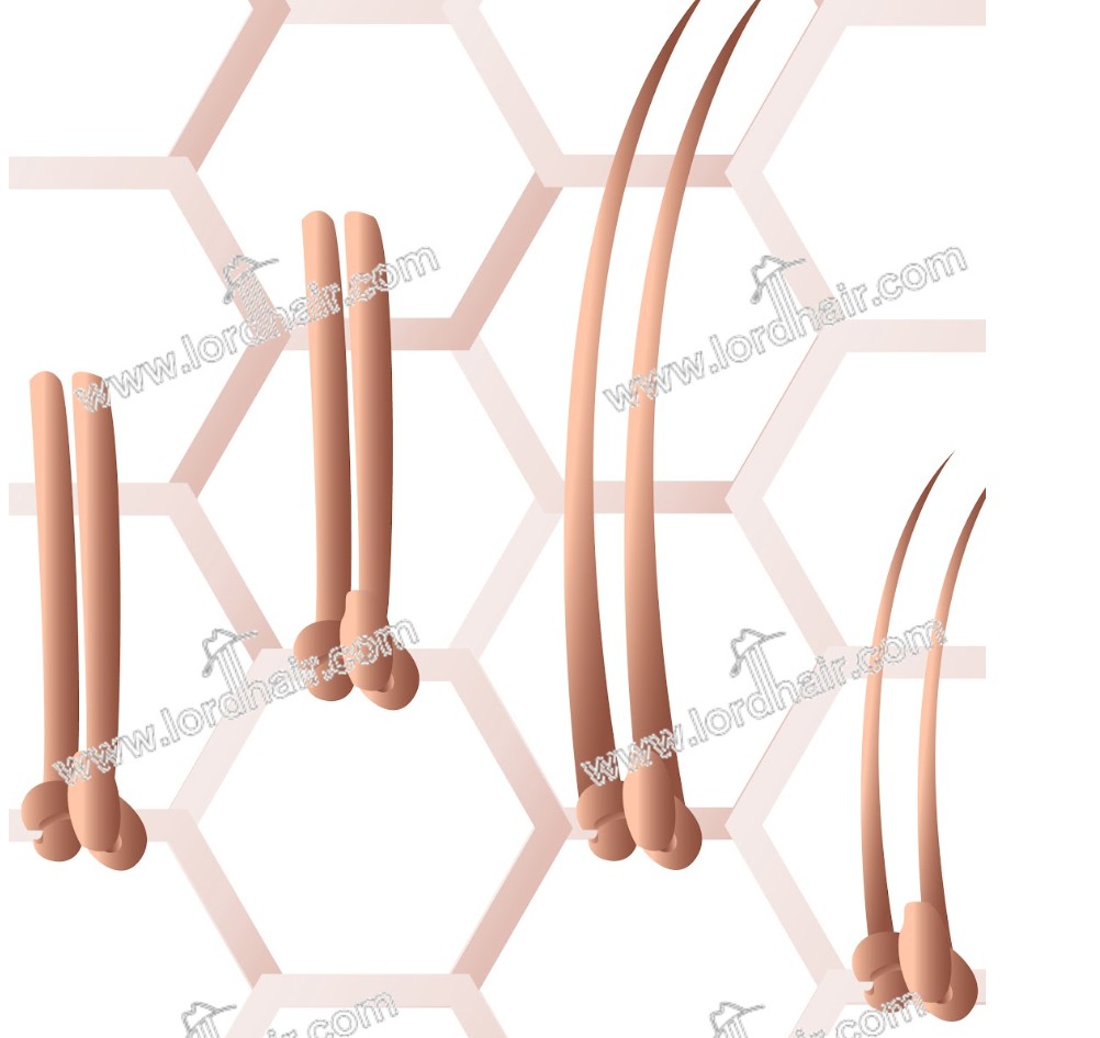 Double Split Knoten für Perücken