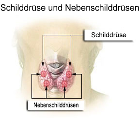 Schilddrüse